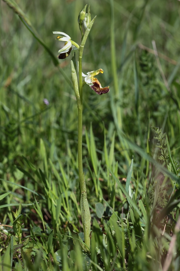 Ipocromia di Ophrys bertolonii